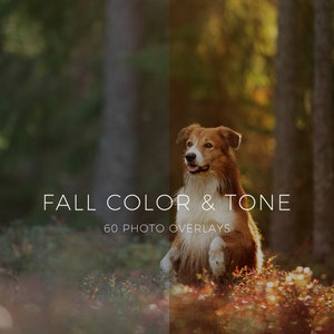 60 superposiciones de fotos de colores de otoño, superposiciones de fotos de otoño pastel, superposiciones de Photoshop, descarga digital