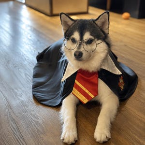 May include: A black and white dog wearing a black robe with a white collar and a red tie with gold stripes. The dog has round wire-rimmed glasses on its face and a small crest patch on the left side of the robe, featuring a black and white coat.