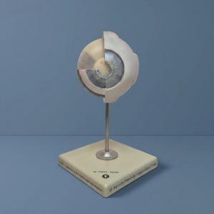 Könnte beinhalten: Ein anatomisches Modell eines menschlichen Auges mit Querschnittsansicht, blauer Iris und weißer Sklera. Das Modell ist auf einem silbernen Metallstab und einem quadratischen cremefarbenen Sockel mit dem Aufdruck dr. mann berlin montiert.