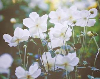 White flower photograph wildflowers meadow spring flowers square floral photo botanical wall art spring photo dorm decor