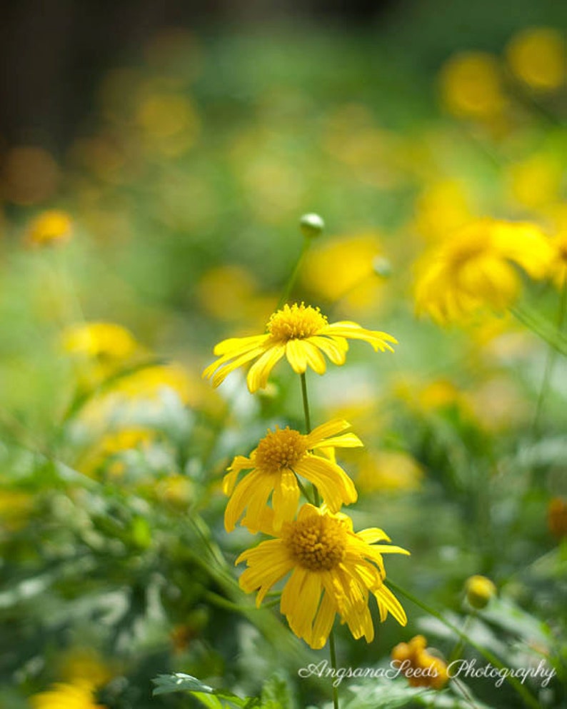 Yellow Flower Photo Yellow Daisy Photograph Wildflower Photo - Etsy