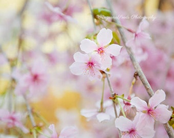 Cherry Blossom photo Spring blossoms Sakura Pink flowers floral flora dreamy wall art gift for her mothers dayunder 50