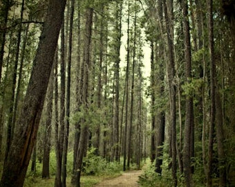 Woods photo nature photography path in the woods yoga meditation silence tranquil healing art meditative art 8x12 Christmas gift under 50