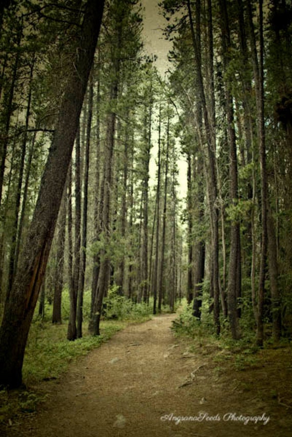 Woods Photo Nature Photography Path In The Woods Yoga Etsy