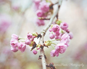 Spring photograph Pink flowers photo Cherry Blossoms photo sakura print floral flora square flower picture botanical wall art gift under 50