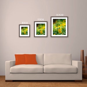 Yellow Daisy photo yellow flower print summer blossoms photo botanical wall art oversized large wall art wildflowers back to school gift image 3