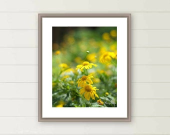 Yellow Daisy photo yellow flower print summer blossoms photo botanical wall art oversized large wall art wildflowers back to school gift