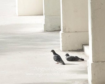 Bird Nature photo, Minimalist art, Pastel, Dreamy photo, Pigeon, Animal Photography, white, black, Nursery, Office, Home decor, Christmas