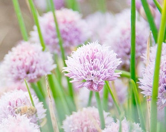 Lilac flower Photo, Chives, blossoms, Bouquet Decor, Wildflower, Floral, Flora, Square photo, home decor, botanical wall art