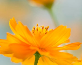 Yellow flower photo Cosmos photo Nature photography Flora Orange Tangerine Spring, Blossom Botanical wall art Christmas wall home decor