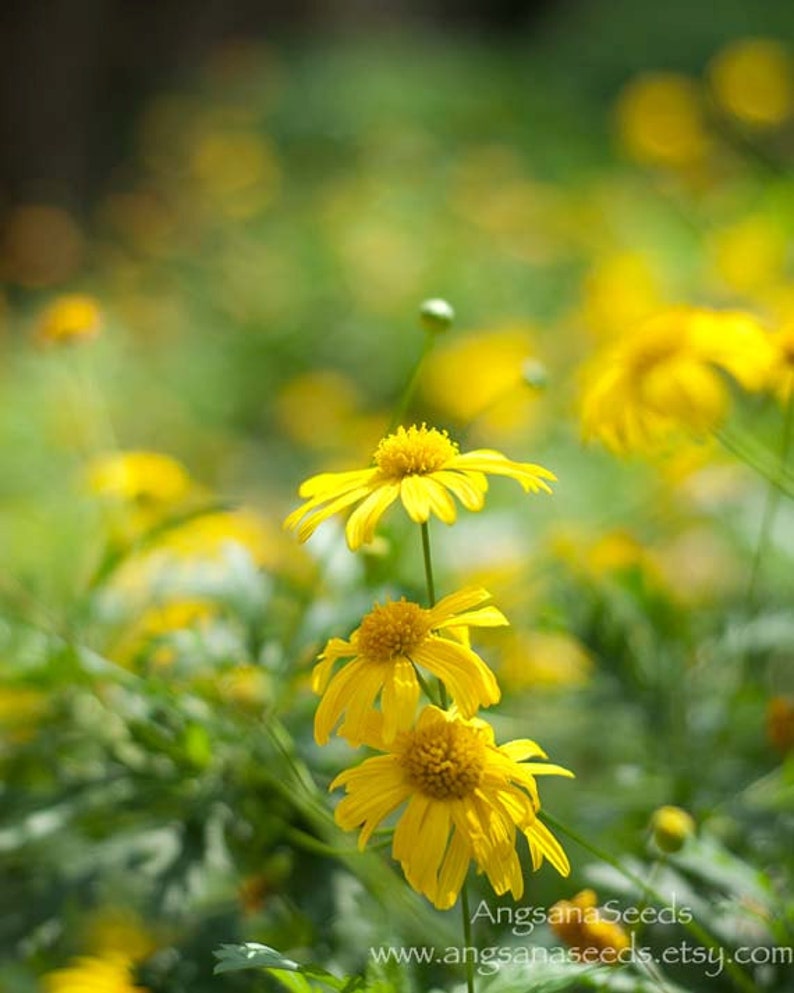 Yellow Daisy photo yellow flower print summer blossoms photo botanical wall art oversized large wall art wildflowers back to school gift image 4