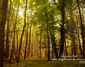 Spring Forest photo, Woodland pictures, Sunflare, Magical, Fantasy, Landscape, travel photo, Munich, Schloss Nymphenburg, home decor