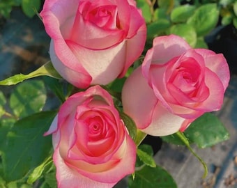 Jumilia Rose Plant  6 Inch Potted Live Rose Bush  Healthy Own Root Garden Rose  Premium Flowering Rose Plant