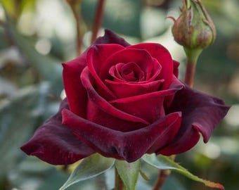 Black Magic Rose Plant  6 Live Potted Rose Bush  Own-Root Garden Rose  Rooted Rose Plant  Dark Red Rose Variety  Live Plant Gift