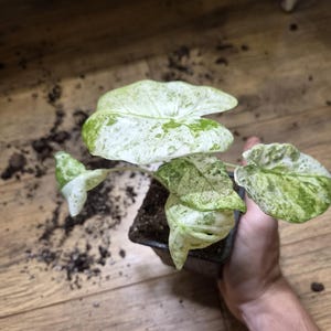 Peut inclure: Une petite plante Syngonium en pot avec des feuilles panachées en forme de flèche, présentant un motif tacheté de blanc crème et de vert vif. La plante est placée dans un pot de pépinière carré en plastique noir rempli de terreau sombre.