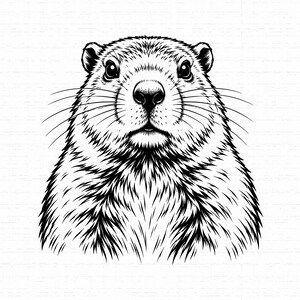 May include: A black and white line art illustration of a groundhog head and shoulders. The drawing features detailed fur textures, prominent whiskers, dark eyes, and a rounded nose, presented in a clean, high-contrast graphic style.