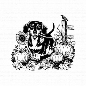 May include: A black and white graphic illustration of a dachshund dog holding a twig in its mouth. The dog is surrounded by sunflowers, pumpkins, and maple leaves, with a small bird perched on a wooden fence post in the background.