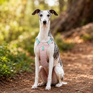 Könnte beinhalten: Ein grau-weiß gestromter Whippet-Hund sitzt aufrecht und trägt ein einfarbiges, hellrosa Brustgeschirr mit leuchtend türkisfarbenen Riemen und einem kleinen, passenden türkisfarbenen Schlaufendetail in der Mitte des Brustteils.