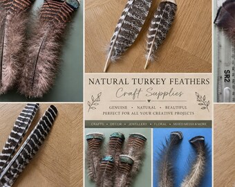 Turkey Feathers | Naturally Moulted | Norfolk Bronze Heritage Turkey | Crafts