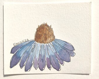 Postcard- Original pen and ink and watercolor on watercolor paper of an Echinacea wildflower herbalism drawing