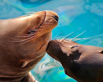Sea Lion Giving Mother a Kiss