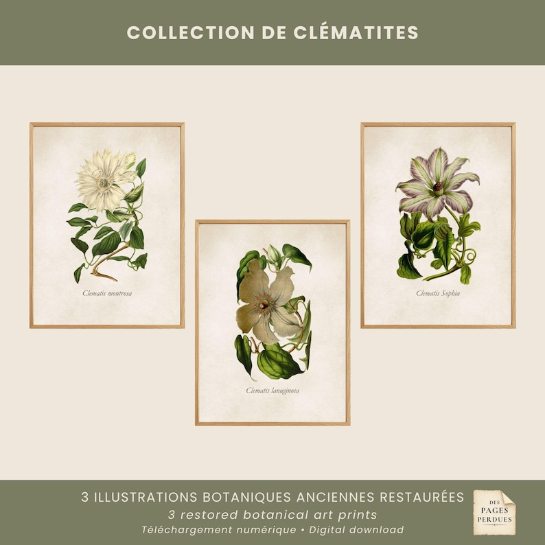Set of 3 Vintage Clematis Prints – Antique Botanical Wall Art for a ...