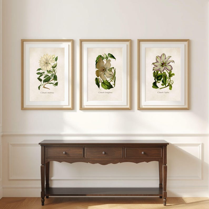Set of 3 Vintage Clematis Prints – Antique Botanical Wall Art for a ...