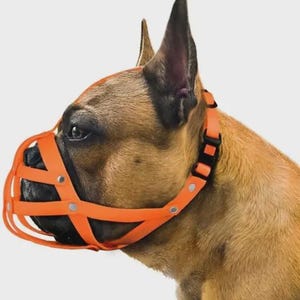 May include: A bright orange basket-style dog muzzle made of flexible material, featuring a cage design with silver-toned metal rivets and a black plastic buckle closure, worn by a brown dog with pointed ears shown in profile view.