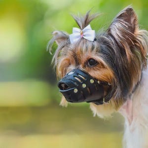 Puede incluir: Un pequeño Yorkshire Terrier con pelaje largo marrón y negro, que lleva un lazo blanco en la cabeza y un bozal de plástico negro tipo cesta con remaches metálicos plateados y ranuras de ventilación que cubren el hocico y la nariz.