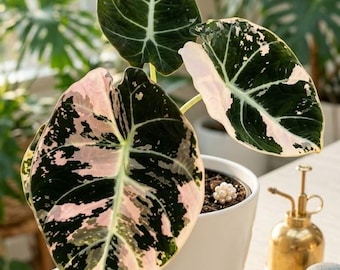 Alocasia Jacklyn Mystic Variegated - Rare Mint & White Variegation