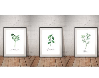 8x10 Herbs: Parsley, Dill & Basil Digital Downloads