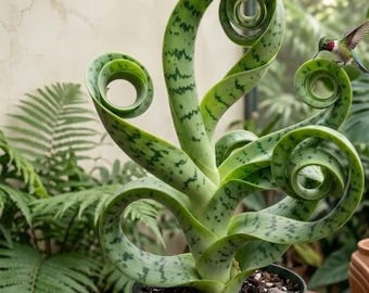 Zeldzame spiraalslangplant levende plant | Gekrulde kamerplant sansevieria | Uniek binnen