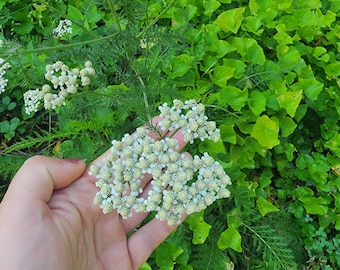 Wild white yarrow (Achillea millefolium)