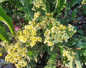 Milly Rock gele duizendblad (Achillea millefolium)