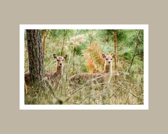Dos amigos - Chincoteague, VA (Descarga digital)