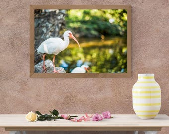 Un ibis blanco americano (Descarga digital)