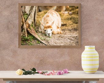Alpaca tumbada (Descarga digital)
