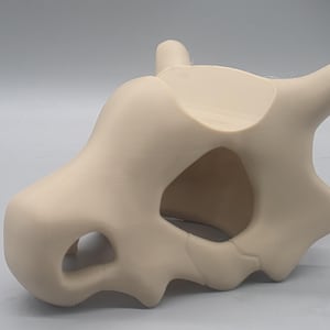 May include: A smooth, matte, light beige skull-shaped object with a rounded snout, a large central eye socket, and two pointed horn-like protrusions extending from the top. The structure features a hollow interior and a jagged lower edge.