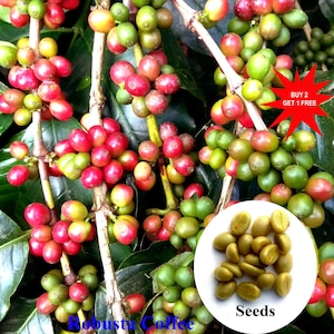 Kaffefrön / Robustafrön / Smakrik kaffe / 10 frön för plantering