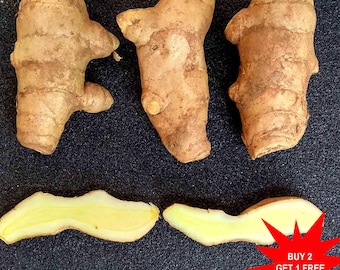 Mango Ginger / Curcuma Amada / Weisse Kurkuma / Orange Ginger / 3 Rhizome