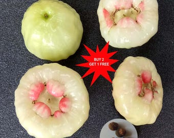 Weißer Bergapfel / Syzygium Malaccense / Chamba / Paneerfrucht / 5 Samen