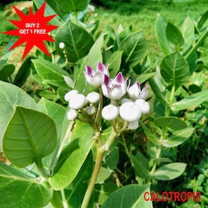 Op de afbeelding: Een Calotropis-plant met trossen witte en paarse bloemen met puntige bloemblaadjes, omringd door brede, ovale groene bladeren. Een rode stervormige afbeelding bevat de tekst BUY 2 GET 1 FREE.