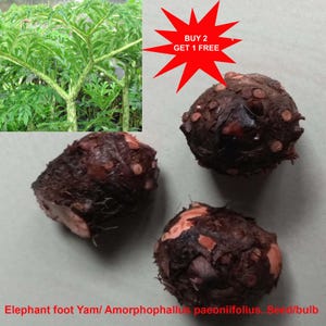 Patata dolce a piede d'elefante / Amorphophallus paeoniifolius / Araceae a piede d'elefante / 2 bulbi