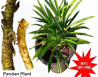 Pode incluir: Uma planta Pandan verde num vaso preto, acompanhada por um close-up de um caule-mãe texturizado castanho-claro com raízes visíveis. A imagem inclui o texto Pandan Plant Mother Stem e um gráfico de estrela vermelha com o texto BUY 2 GET 1 FREE.