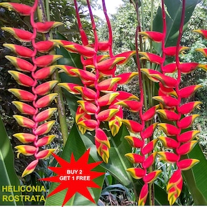 Pode incluir: Planta Heliconia rostrata com múltiplas inflorescências pendentes com brácteas vermelhas e amarelas vibrantes dispostas em cascata. Um gráfico de estrela vermelha com o texto BUY 2 GET 1 FREE está sobreposto na parte inferior da imagem.