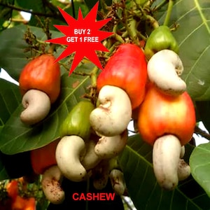 Pode incluir: Um cacho de frutos de caju pendurados numa árvore, com maçãs de caju carnudas vermelhas e verdes e castanhas cinzentas em forma de rim presas à base. Um gráfico vermelho em forma de estrela exibe o texto BUY 2 GET 1 FREE e CASHEW.