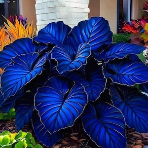 May include: A vibrant plant featuring large, heart-shaped leaves in a deep, saturated blue hue. The foliage displays prominent, lighter blue veins radiating from the center, with thin, pale edges outlining each leaf, creating a striking contrast.
