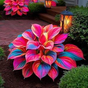 May include: A vibrant plant with heart-shaped leaves featuring a striking gradient of neon pink, bright orange, and deep blue hues. The foliage is arranged in a dense, rounded cluster, creating a colorful focal point in a garden setting.