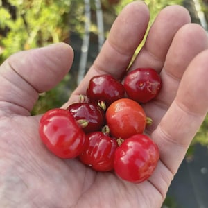 Könnte beinhalten: Eine Ansammlung kleiner, runder, glänzend roter Früchte mit sichtbaren Rippen und winzigen grünen Stielen. Die Früchte variieren leicht im Farbton von tiefem Karmesinrot bis hin zu einem helleren, lebendigen Orangerot mit glatter Haut.