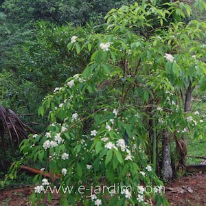 Peut inclure: Un petit arbre aux branches fines et brunes avec des feuilles vertes lancéolées. L'arbre est couvert de nombreuses petites fleurs blanches à cinq pétales. Le texte www.e-jardin.com est visible sur la partie inférieure centrale de la plante.